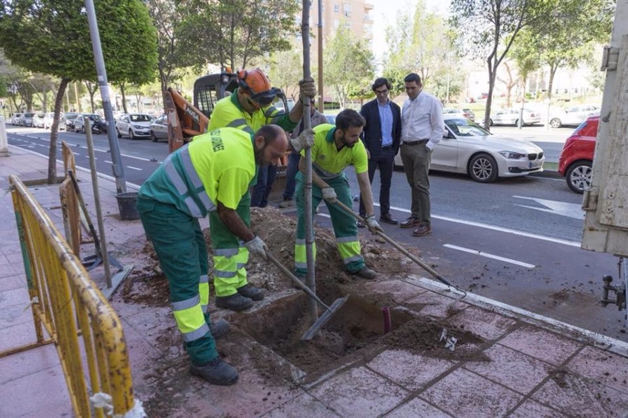 El Ayuntamiento concluye los trabajos de reposición de más de 600 árboles y la eliminación de 300 alcorques sin uso